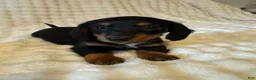 Miniature Dachshund dogs for sale: Long haired mini *Tiny* - Ad 4