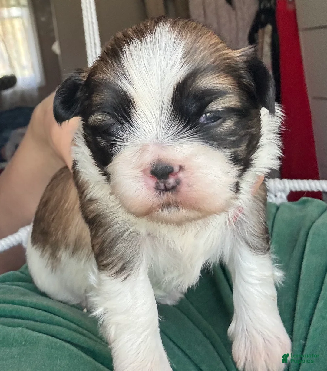 Mixed Breed dogs for sale: Tony - Ad 1