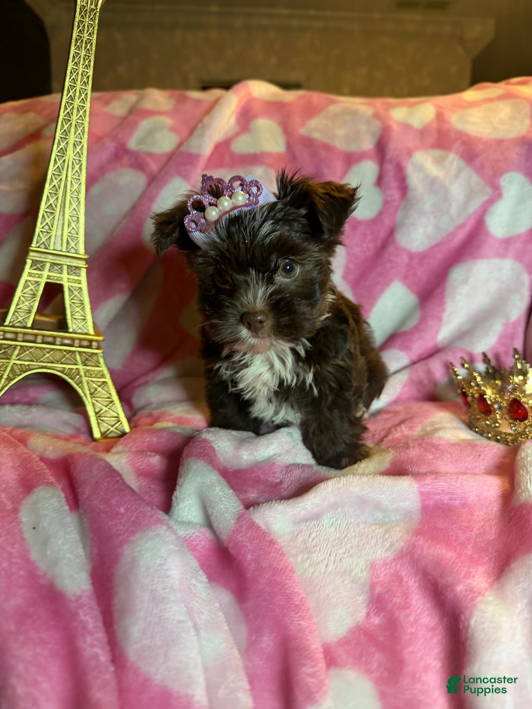 Yorkshire Terrier dogs for sale: Yorkshire Terrier Puppy 4 - Ad 3