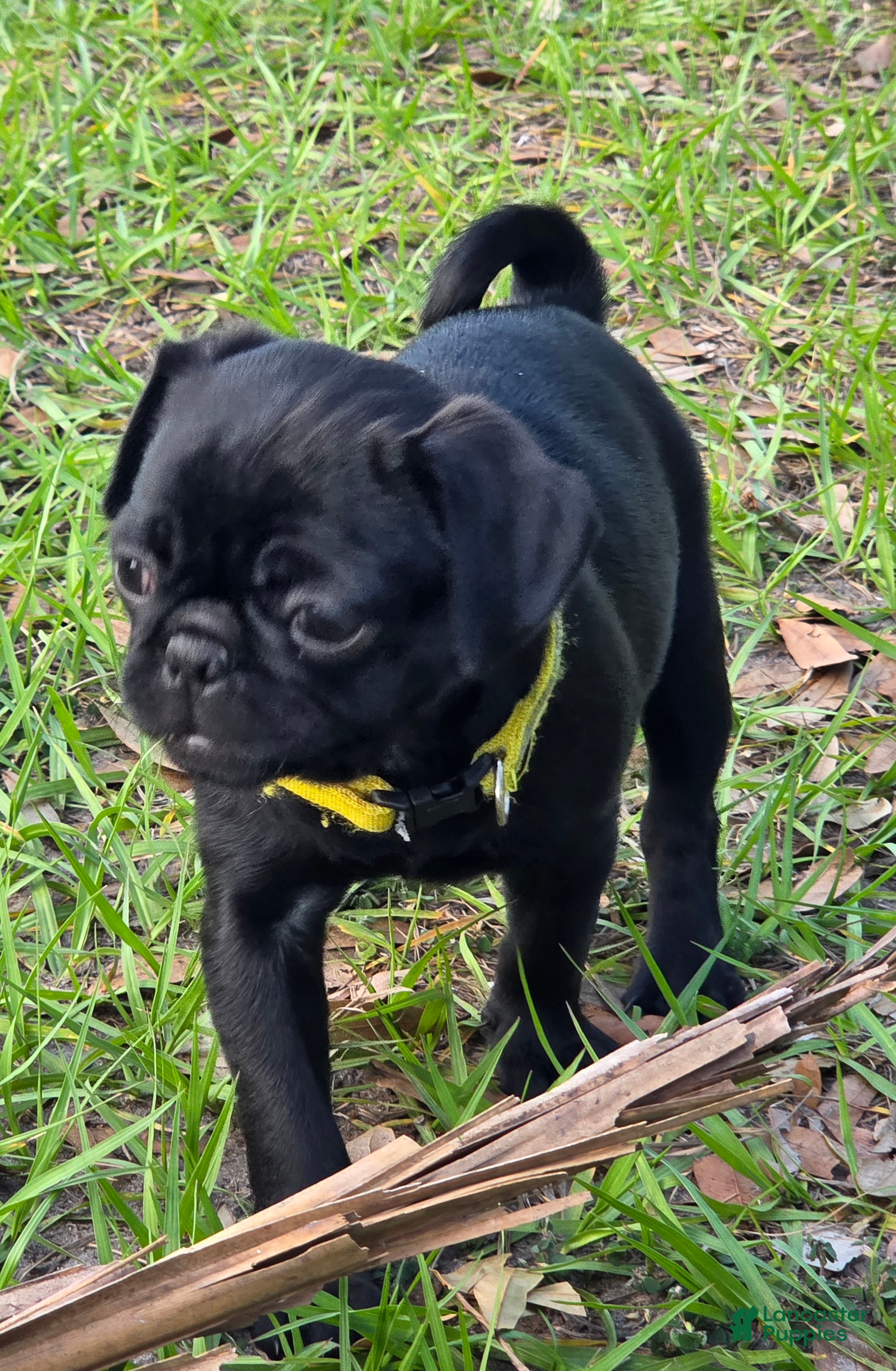 Pug dogs Pug Puppy 3 - Ad 2