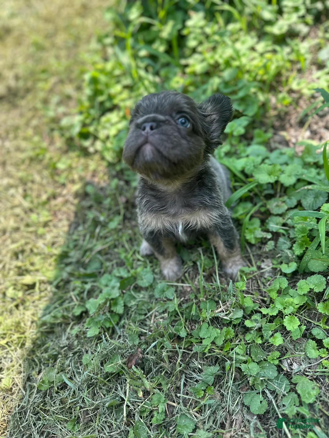 French Bulldog dogs for sale: French Bulldog 1 - Ad 2