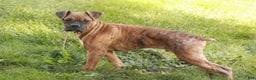 Boxer dogs for sale: Sam - Ad 4
