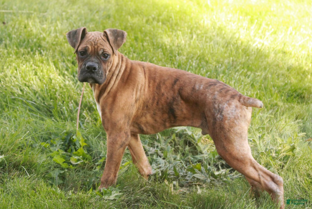 Boxer dogs for sale: Sam - Ad 4