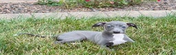 Italian Greyhound dogs for sale: Jenna - Ad 5