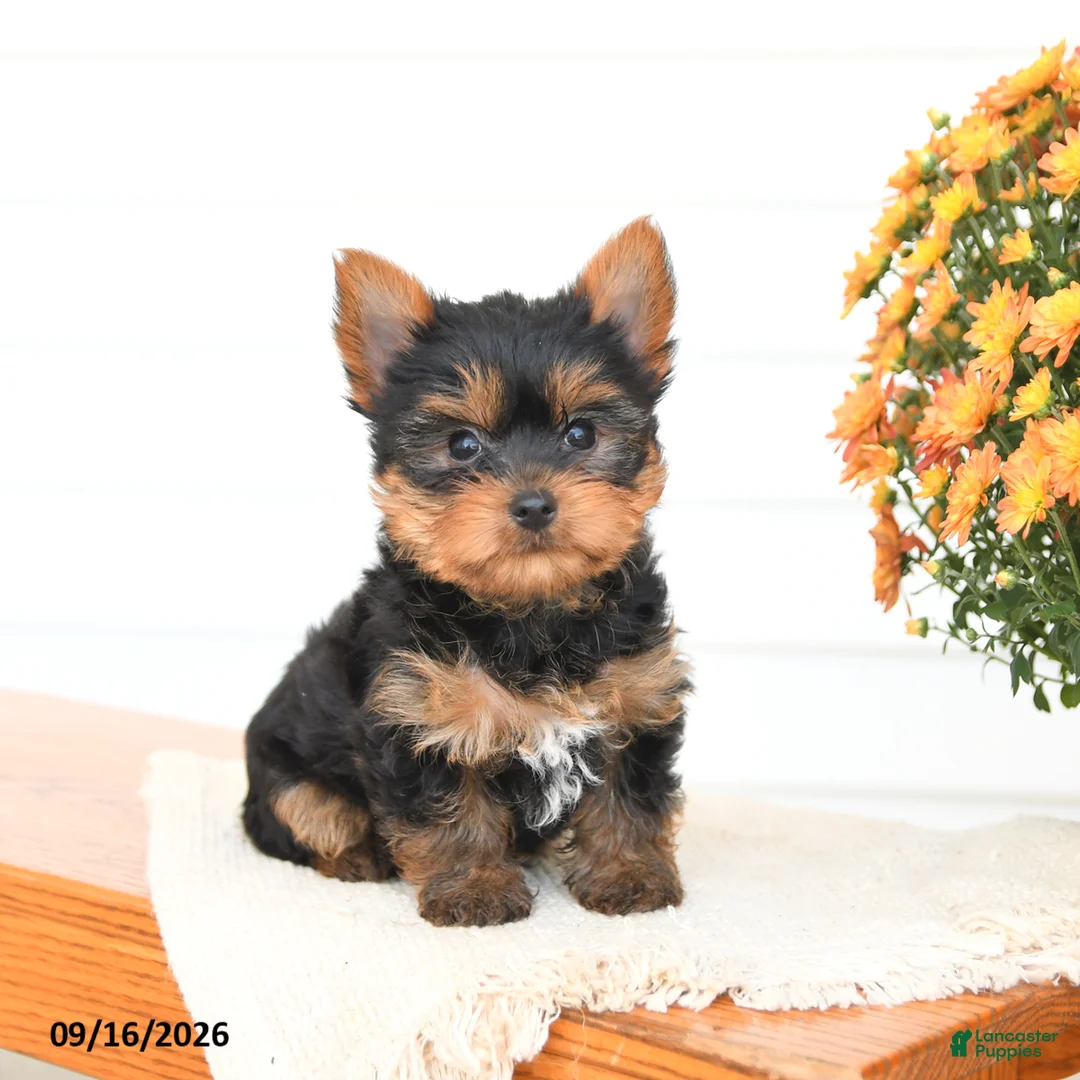 Yorkshire Terrier dogs for sale: Archie - Ad 2