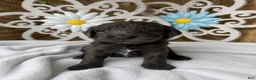 Mini Goldendoodle dogs for sale: Sweet Pea - Ad 24