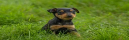 Miniature Pinscher dogs for sale: ALEX - Ad 8