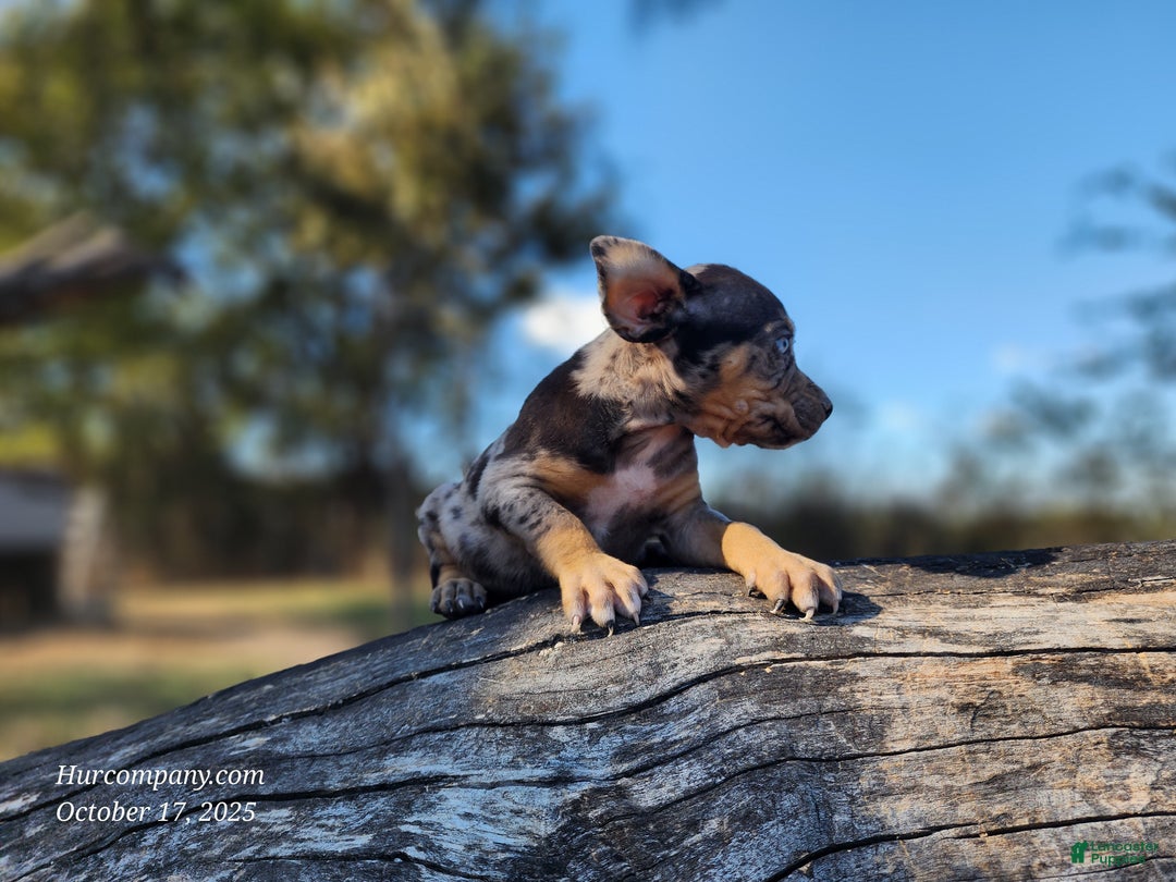 Catahoula Leopard Dog dogs for sale: Houdini 2025 Female 1 - Ad 4