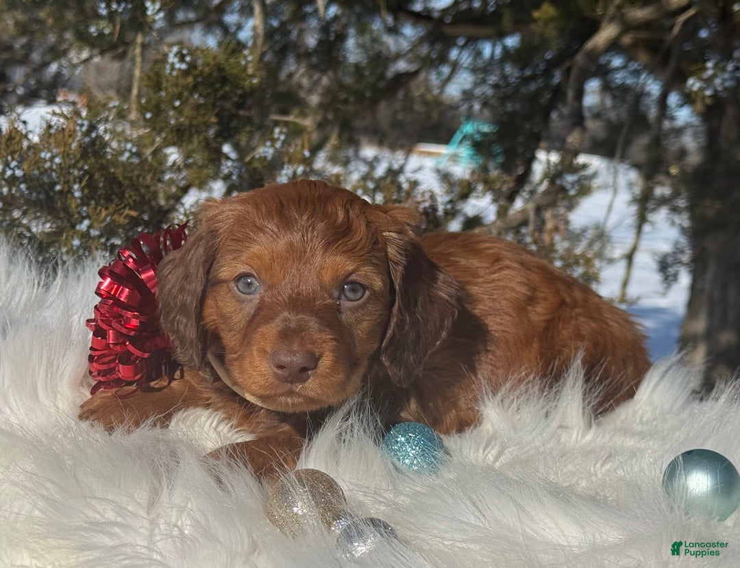 Miniature Dachshund dogs for sale: Mistletoe  - Ad 2