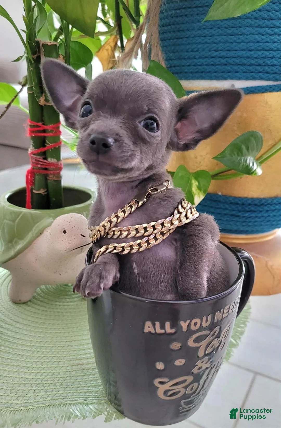 Chihuahua dogs for sale: Chihuahua 1 TEACUP LIL BLUE - Ad 12