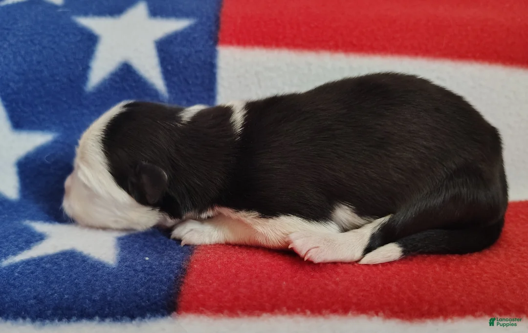 Border Collie dogs for sale: Skipper  - Ad 2