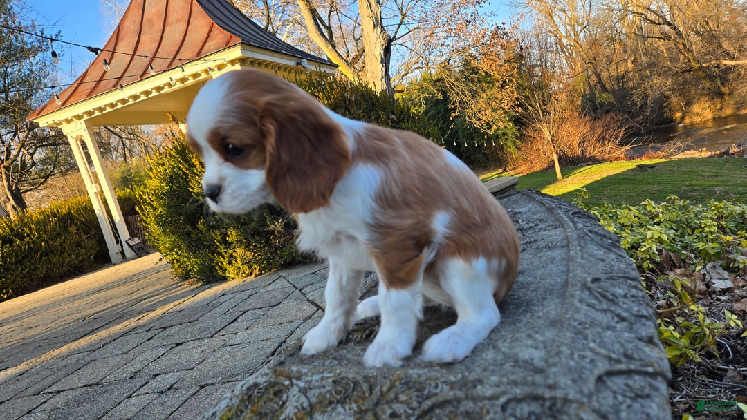 Cavalier King Charles Spaniel dogs for sale: Val - Ad 8