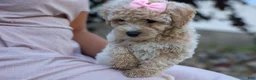 Bichpoo dogs for sale: 🐾 Olive 🐾 - Ad 7