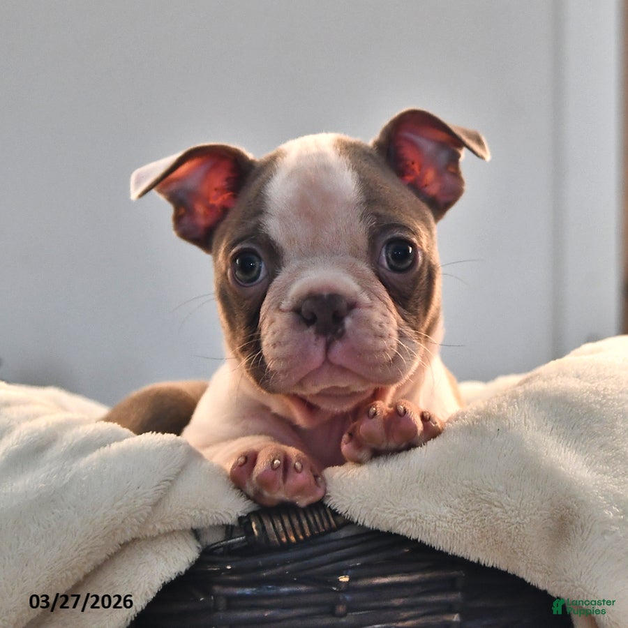 Boston Terrier dogs Lissa - Ad 1