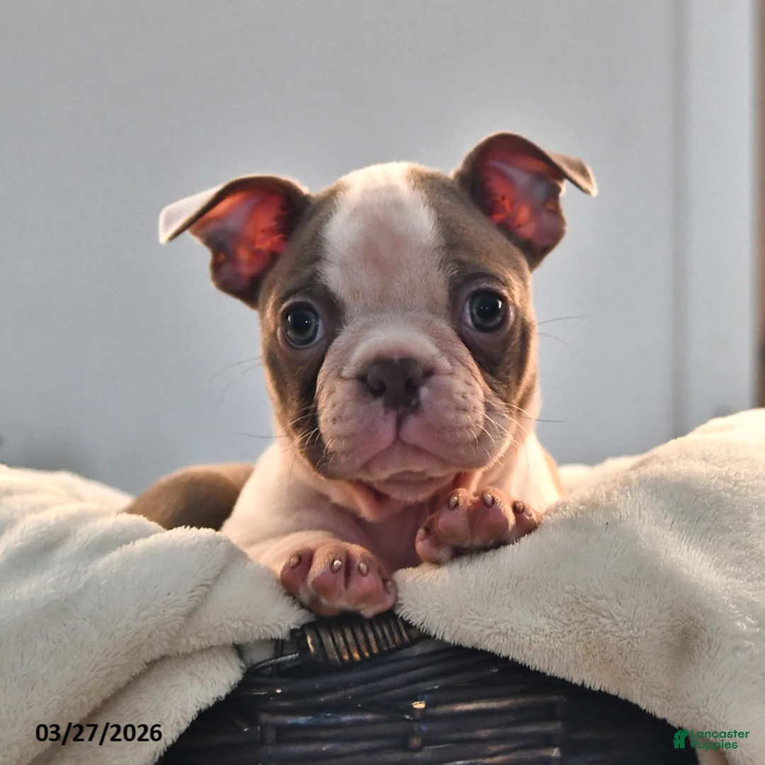 Boston Terrier dogs for sale: Lissa - Ad 1