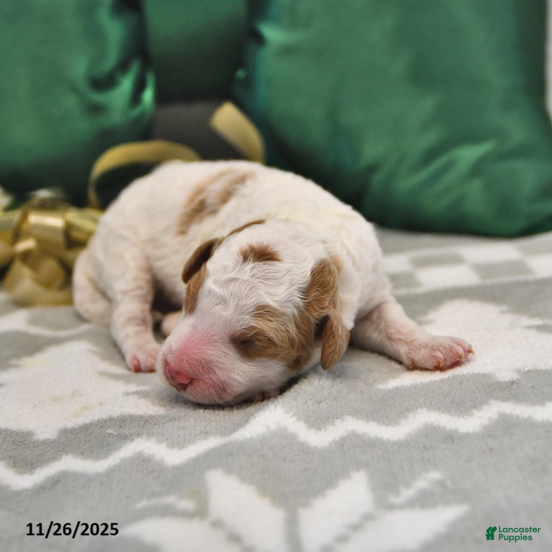 Mini Goldendoodle dogs for sale: Fiona - Ad 2