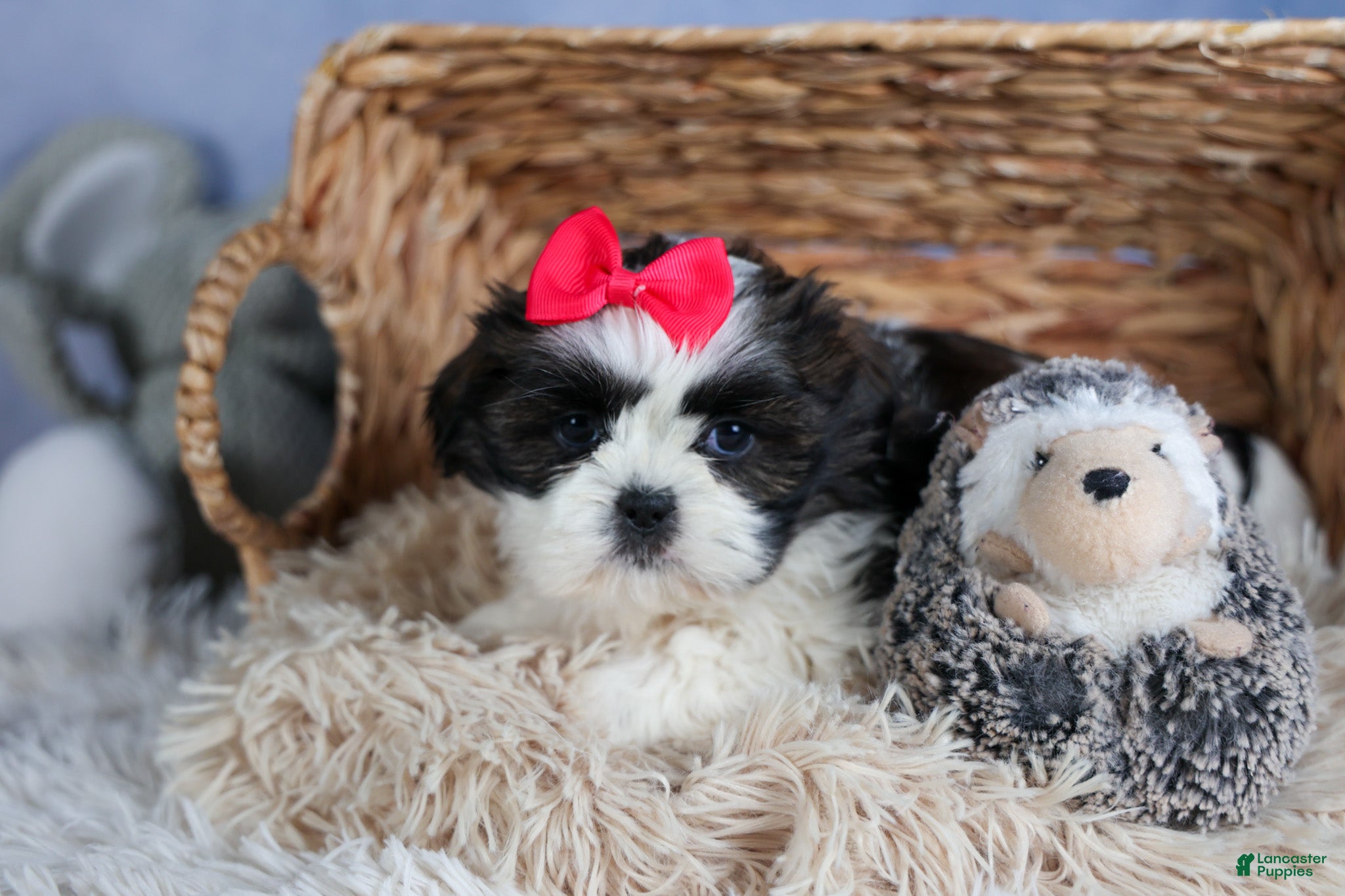 Shih Tzu dogs HONEY - Ad 2