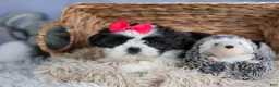 Shih Tzu dogs for sale: HONEY - Ad 2