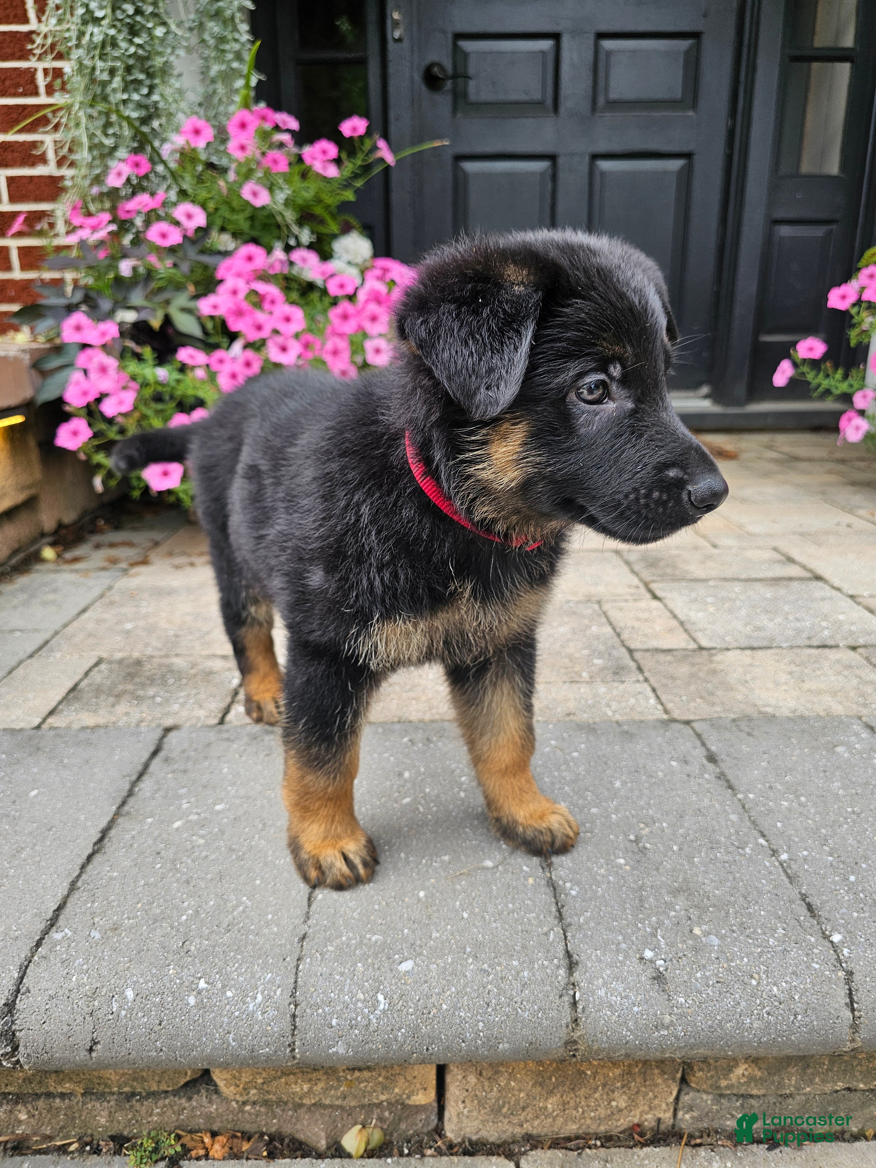 German Shepherd dogs Remi - Ad 2