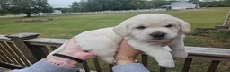 Labradoodle dogs for sale: White Male Labradoodle - Ad 1