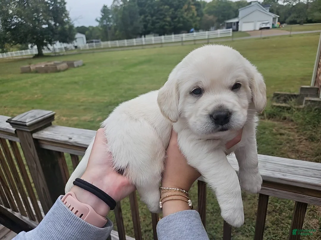 Labradoodle dogs for sale: White Male Labradoodle - Ad 1