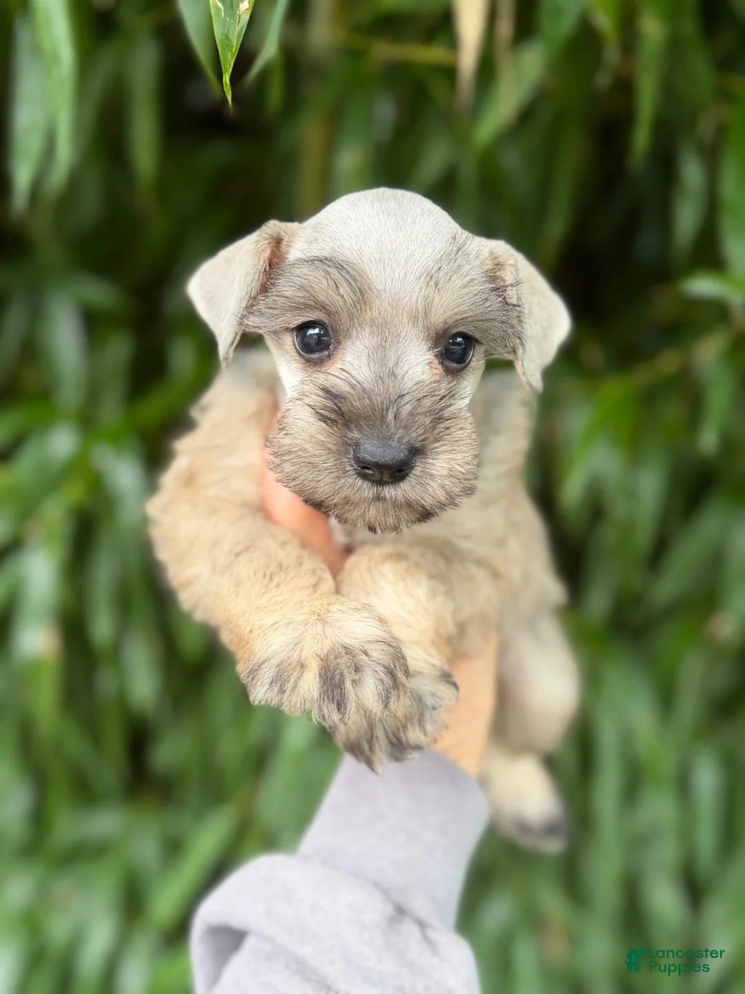 Miniature Schnauzer dogs for sale: Miniature Schnauzer 7 - Ad 1