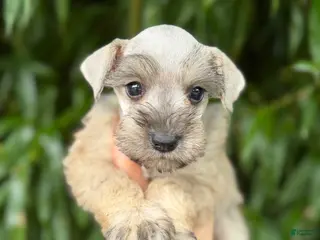 Miniature Schnauzer dogs Miniature Schnauzer 7 - Ad 12