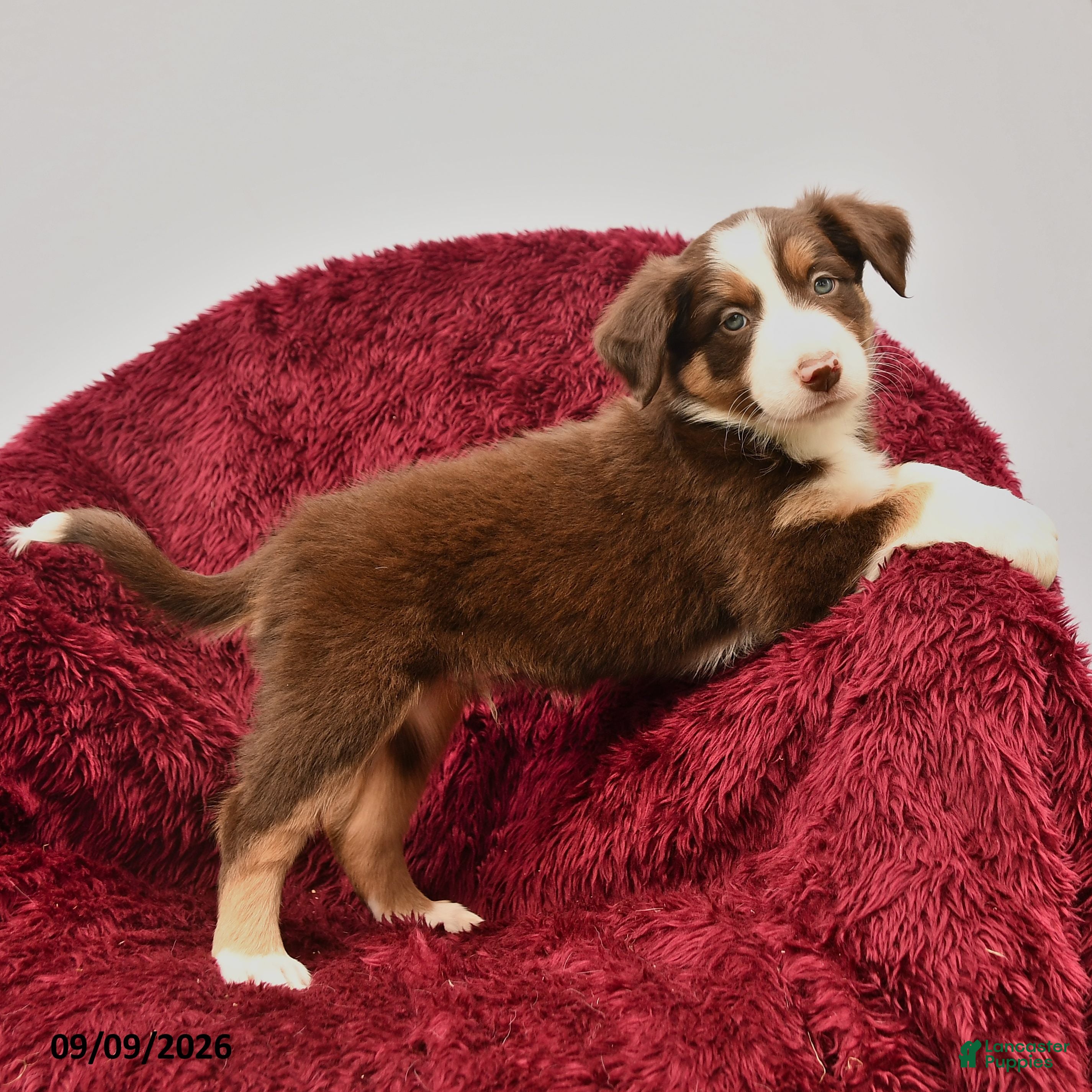 Border Collie dogs Noble - Ad 2