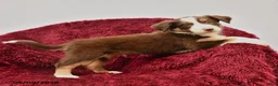 Border Collie dogs for sale: Noble - Ad 2