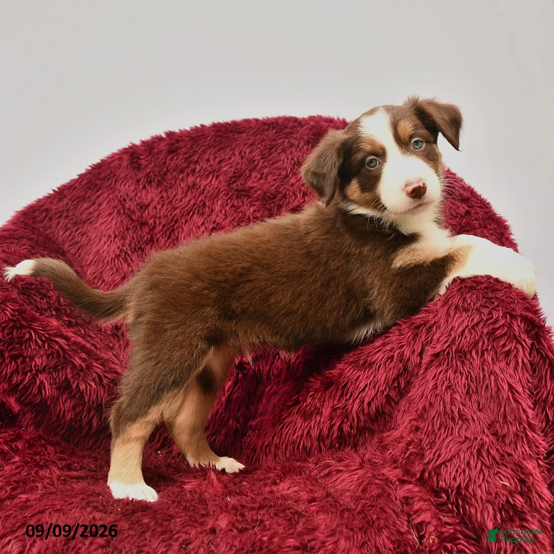Border Collie dogs for sale: Noble - Ad 2