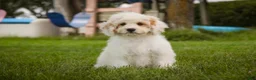 Mixed Breed dogs for sale: Gnome MUNCHKIN BERNEDOODLE - Ad 7