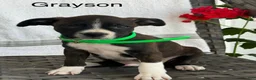 Mixed Breed dogs for sale: Grayson - Ad 5