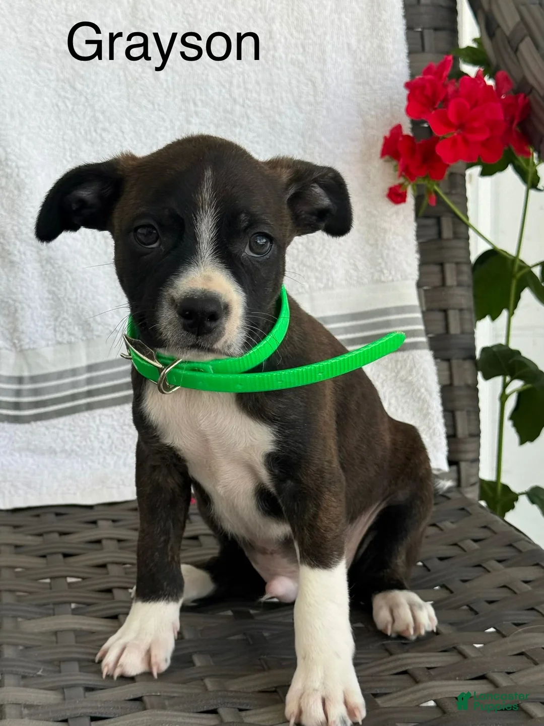 Mixed Breed dogs for sale: Gracey - Ad 14