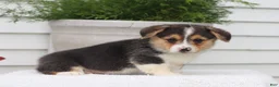 Welsh Corgi Pembroke dogs for sale: Todd - Ad 5