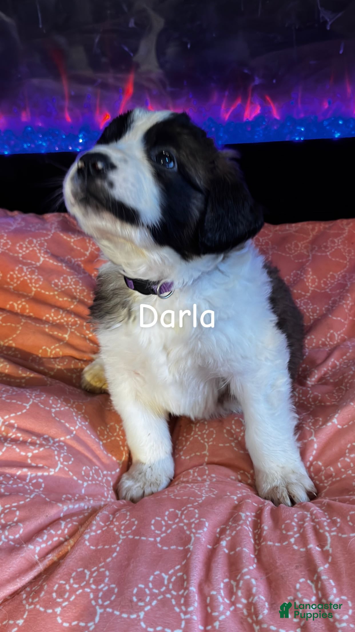 Saint Bernard dogs Darla - Ad 2