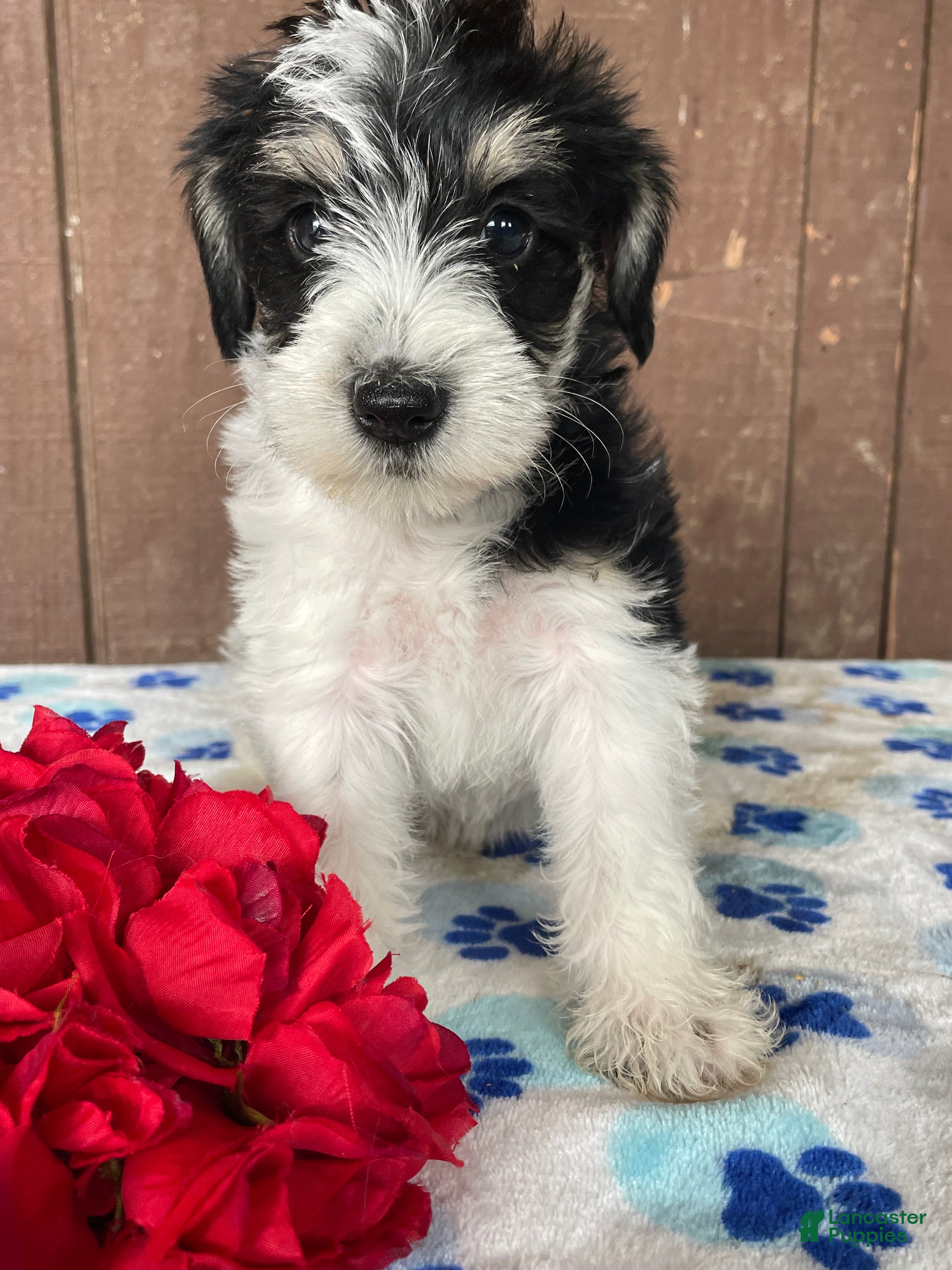 Miniature Schnauzer dogs Wilma - Ad 42