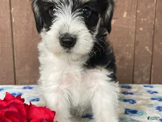 Miniature Schnauzer dogs Wilma - Ad 18