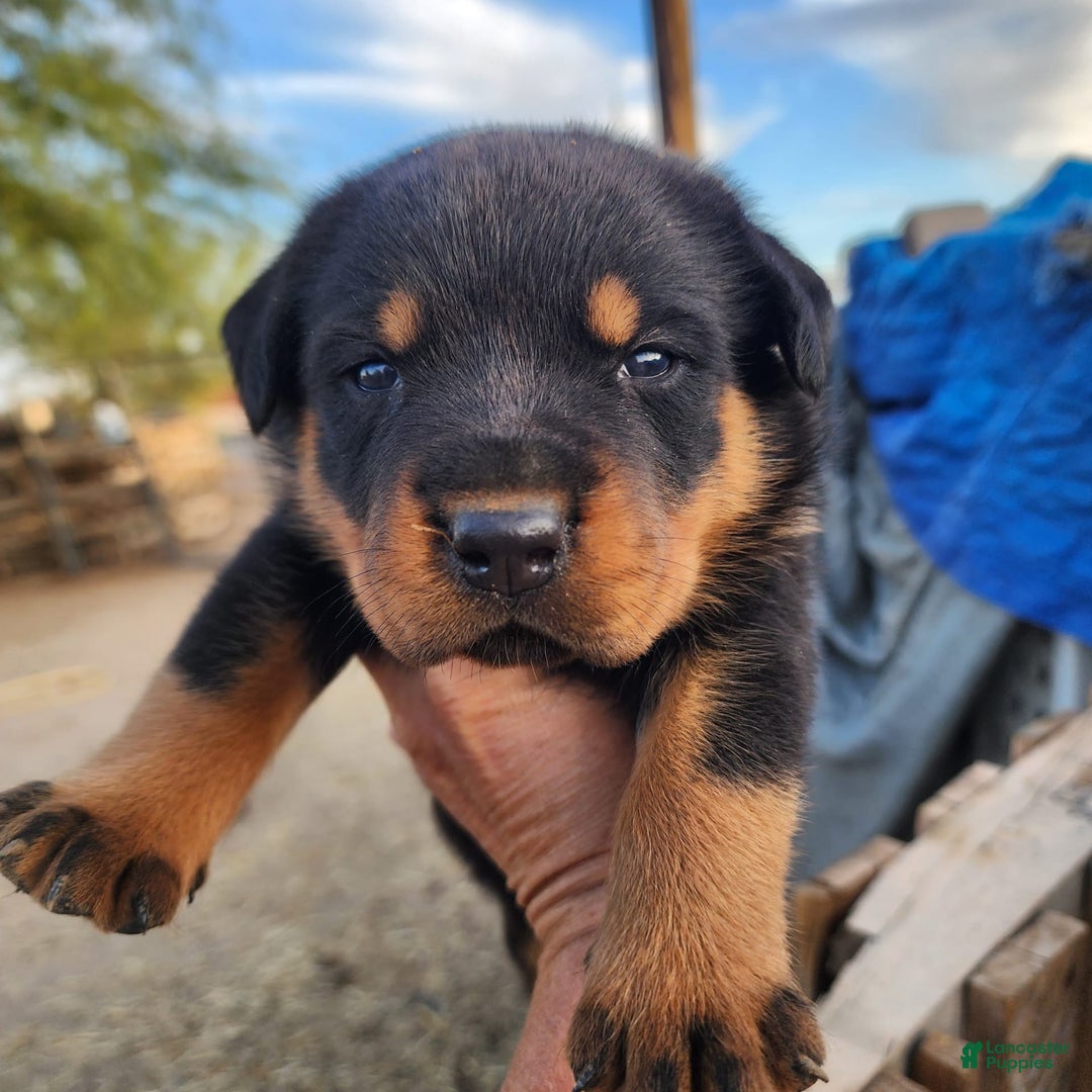 Rottweiler dogs for sale: Raja M1 - Ad 8