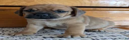 Puggle dogs for sale: Kobe  - Ad 11