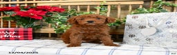 Mini Goldendoodle dogs for sale: Woods  - Ad 4
