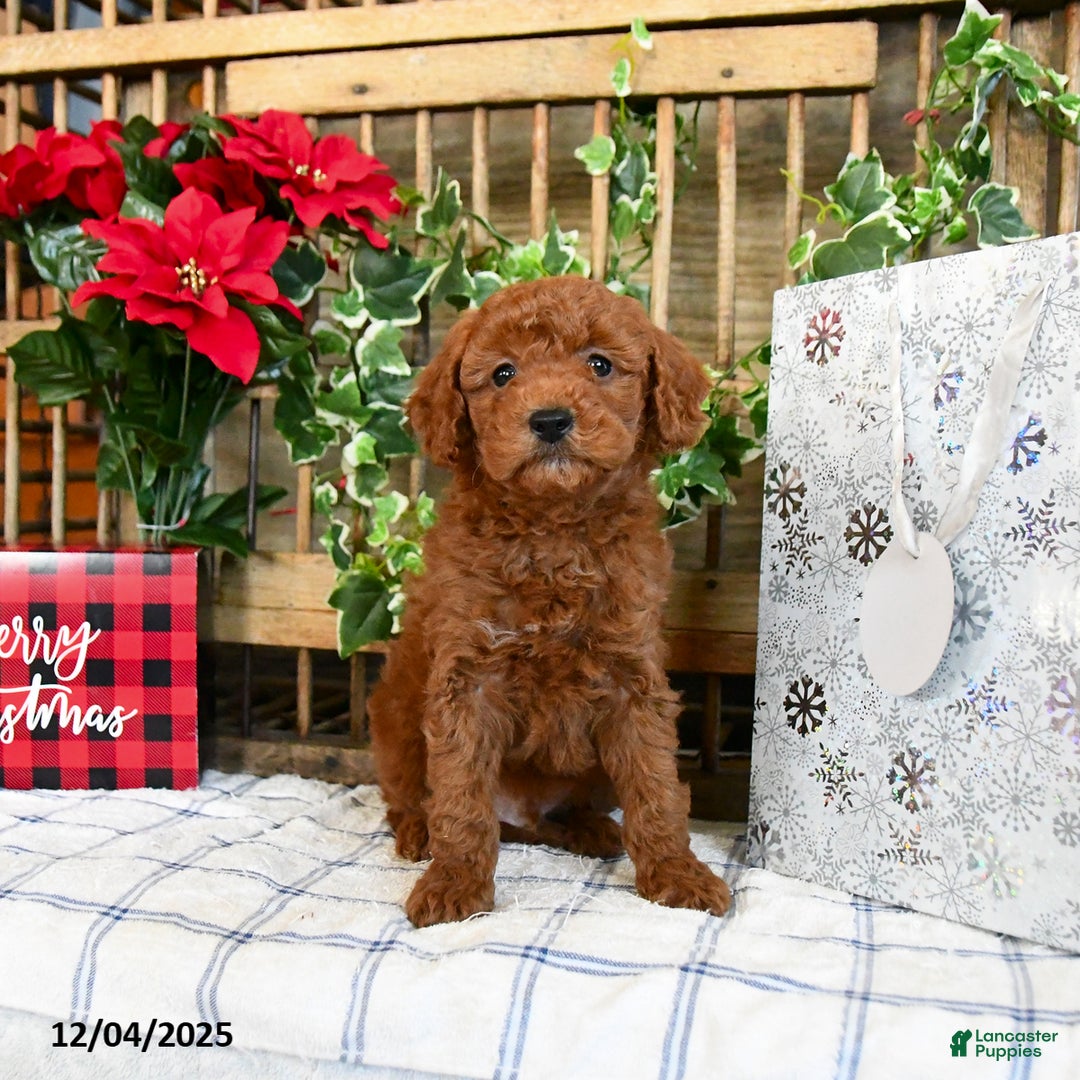 Mini Goldendoodle dogs for sale: Woods  - Ad 4