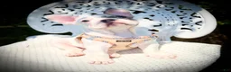French Bulldog dogs for sale: Dice  - Ad 2