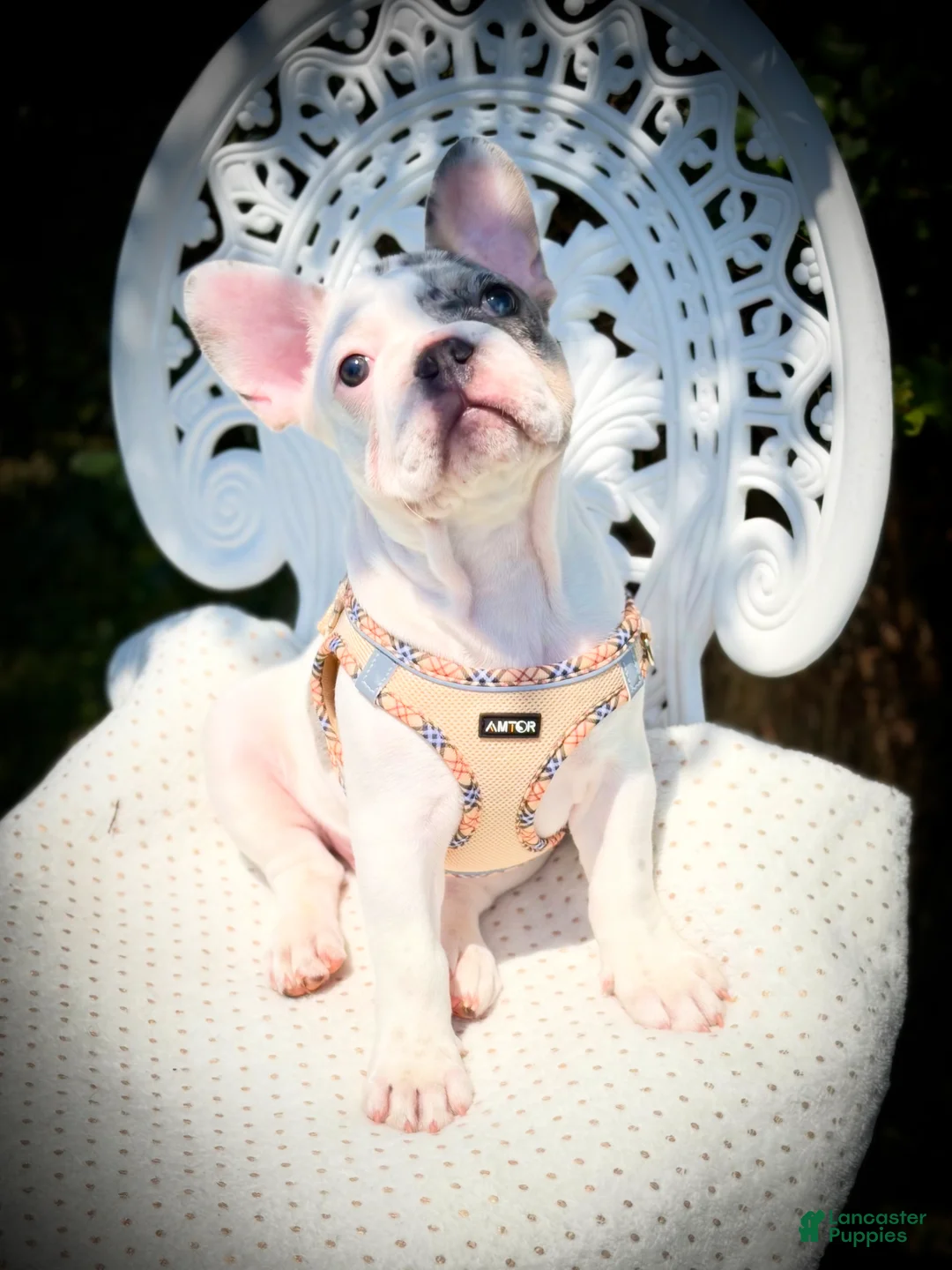 French Bulldog dogs for sale: Dice  - Ad 2
