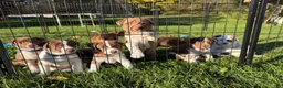 Mixed Breed dogs for sale: Purple - Ad 6