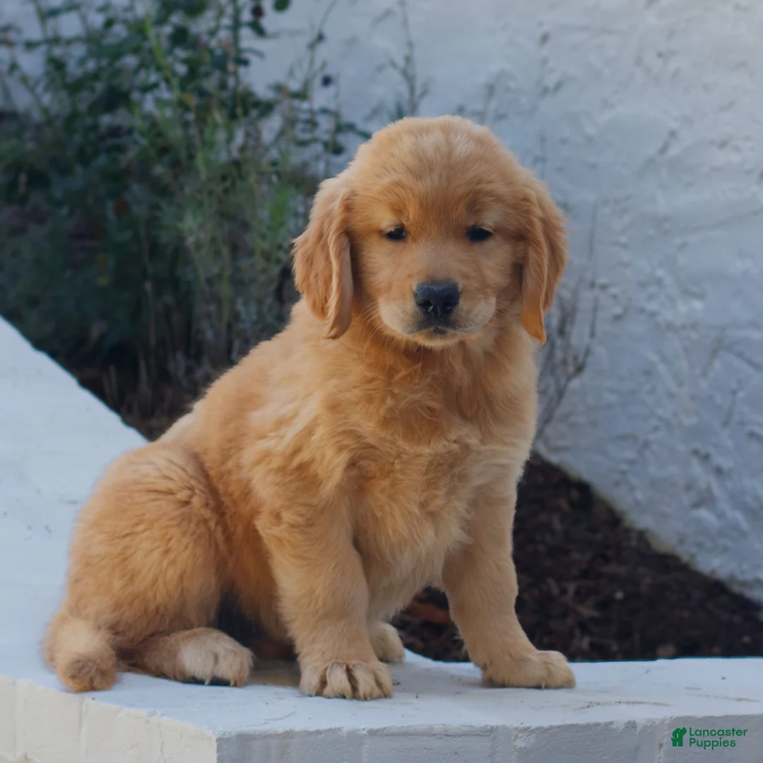 Golden Retriever dogs for sale: Brooklyn  - Ad 1