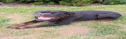 Rottweiler dogs for sale: Darla - Ad 3