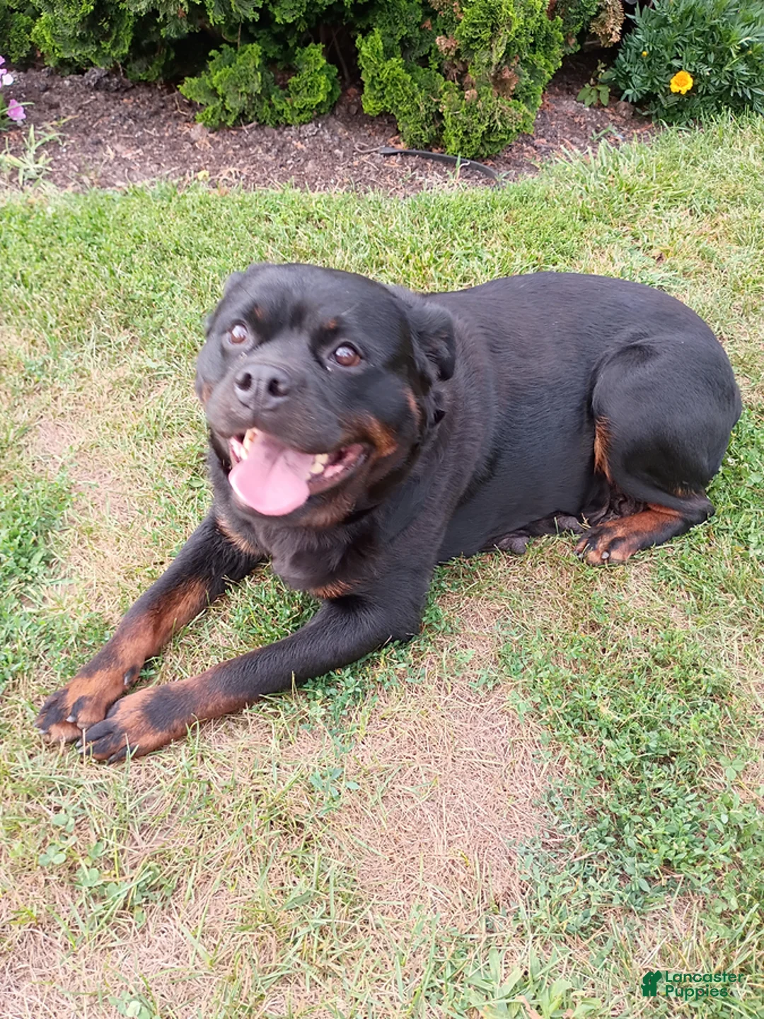 Rottweiler dogs for sale: Darla - Ad 3