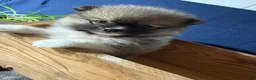 Pomeranian dogs for sale: Colton - Ad 6