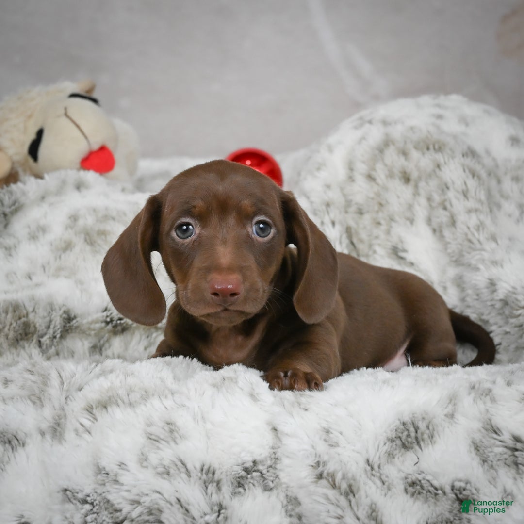 Miniature Dachshund dogs for sale: Hayes - Ad 5