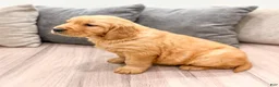 Golden Retriever dogs for sale: Boomer - Ad 6
